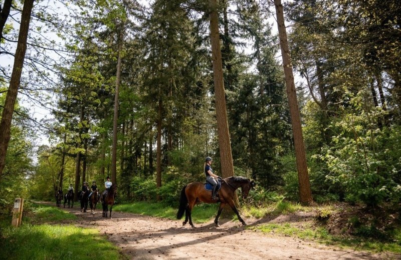 Paardrijden in het bos