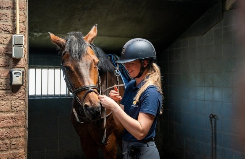 Pensionstalling paarden